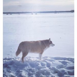 Meet your Posher, Hollie